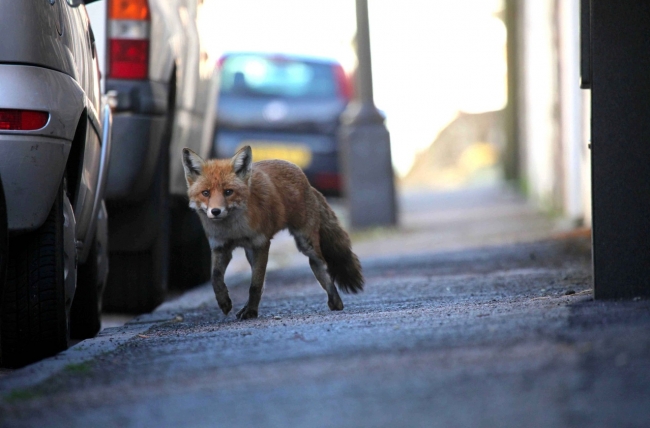 Пока все дома, лисы атакуют город - чаще всего заглядывают они  в район Фили-Давыдково