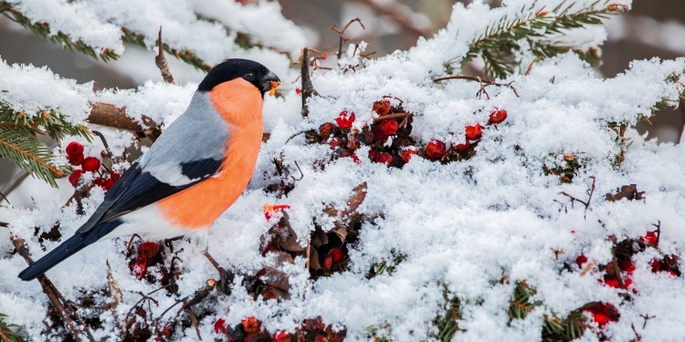 Следуй за красногрудой птицей: «Мосприрода» объявила фотоохоту на снегирей