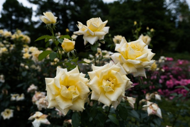 Что я знаю о розах: в Ботаническом саду МГУ рассказали о литературном конкурсе