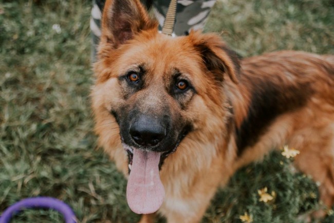 Собаки из приюта «Солнцево» 26 сентября примут участие в выставке «Всем по собаке 2021»