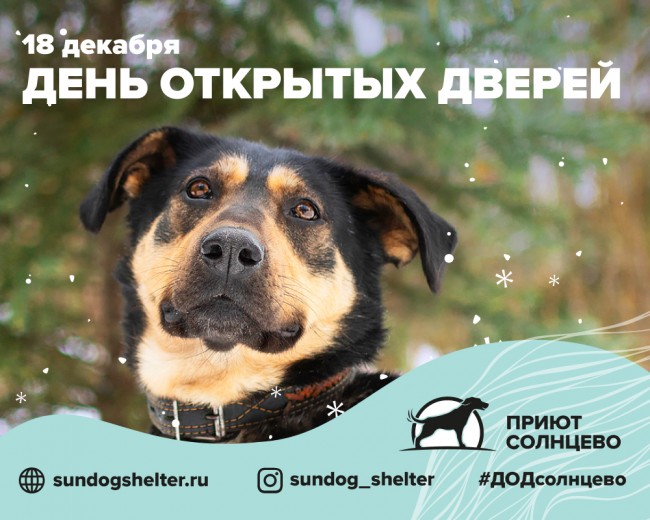 В приюте для собак «Солнцево» пройдет День открытых дверей