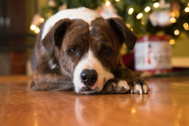 Для усатых и хвостатых: как сделать Новый год безопасным для животных