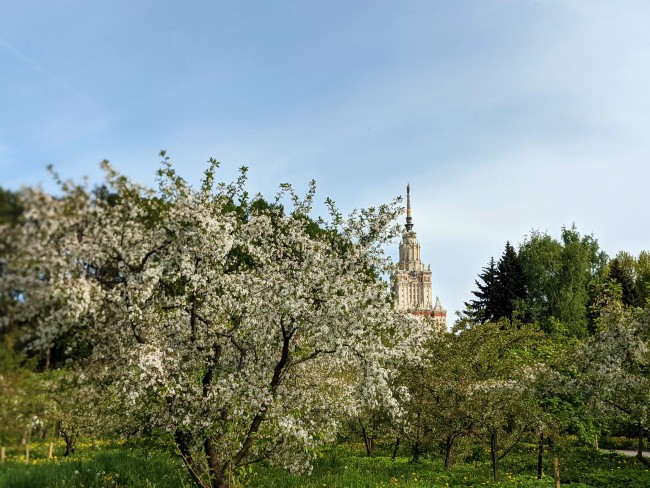 Когда яблони цветут: все об этих плодовых деревьях расскажут в Ботаническом саду МГУ