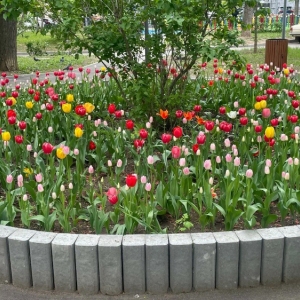 В Западном округе столицы высадят более 1,2 миллиона тюльпанов