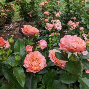Ботанический сад МГУ приглашает на Неделю роз