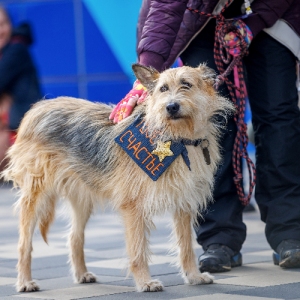 В Ново-Переделкине прошел фестиваль «Хвостатые друзья», приуроченный к Всемирному дню защиты животных