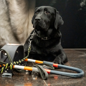 Четвероногий навигатор: как готовят собак-поводырей для жизни в большом городе