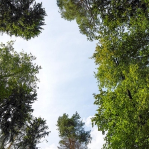 Оздоровительную прогулку, детский концерт и познавательную экскурсию проведут 8 ноября в парках ЗАО