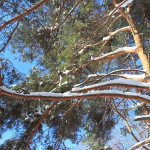 В парке «Крылатские холмы» для безопасности посетителей внедрена единая система видеонаблюдения