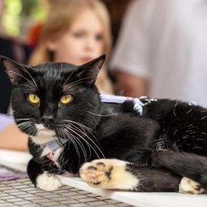 «Активным гражданам» ЗАО предлагают выбрать площадки для проведения выставок-пристройств животных из городских приютов