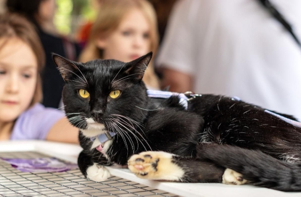 «Активным гражданам» ЗАО предлагают выбрать площадки для проведения выставок-пристройств животных из городских приютов