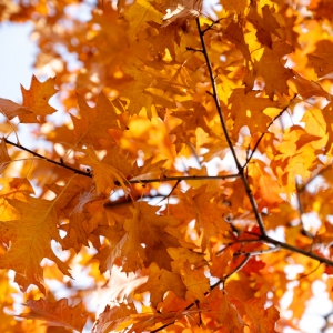 Магнитные бури в ноябре: когда ждать пика и что делать метеочувствительным людям