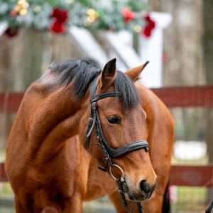 Галопом в Новый год: подружиться с Огненной Лошадью на западе Москвы