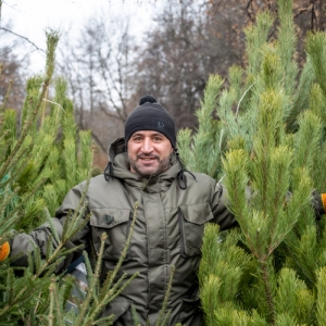 От пихты Нордмана до бюджетной сосны: все, что нужно знать о покупке живой елки