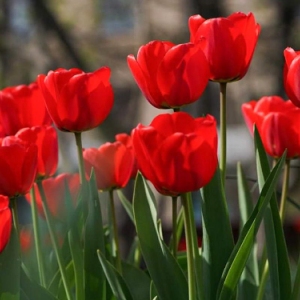 В Западном округе завершена осенняя кампания по высадке тюльпанов