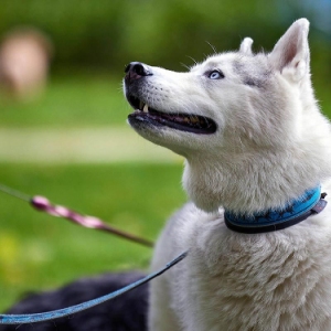 Юных жителей ЗАО приглашают на мероприятия, приуроченные к Всемирному дню домашних животных