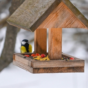 В центре «Доброе место. ЗАО» принимают угощения для пернатых