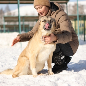 Друг из приюта: как найти собаку в Солнцеве и спасти жизнь в два клика