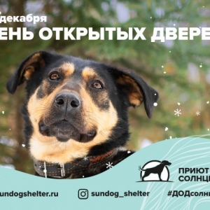 В приюте для собак «Солнцево» пройдет День открытых дверей