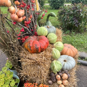 Среди тыкв и цветущих роз: в ботаническом саду МГУ встретили осень