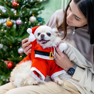 Кунцевская ветклиника участвует в праздничной акции «Елка для питомца»