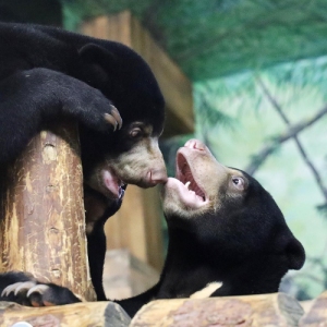 Более 310 животных переехали в Московский зоопарк в 2025 году — Собянин