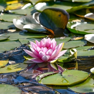 Мичуринский и Большой Мещерский пруды приведут в порядок в этом году