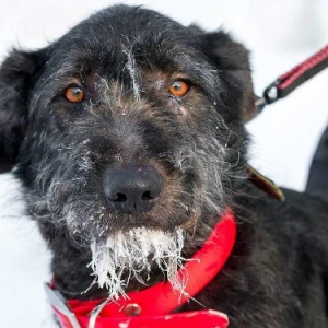 Трём собакам из приюта выберут имена на платформе «Активный гражданин — детям»