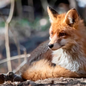 Экомаршруты ЗАО участвуют в опросе на платформе «Активный гражданин — детям»