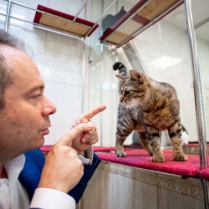 Пушистый десант Куклачева: спасенные из зоны СВО кошки готовятся к дебюту на сцене