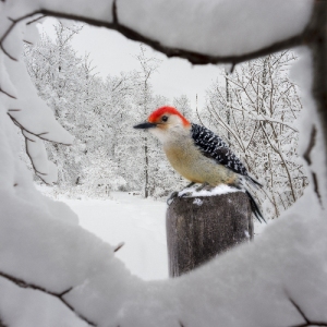 Крылатый исход: куда улетают птицы зимой и когда вешать кормушку