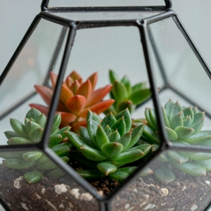 Мастер-класс по созданию флорариума проведут в волонтерском центре «Доброе место. ЗАО»