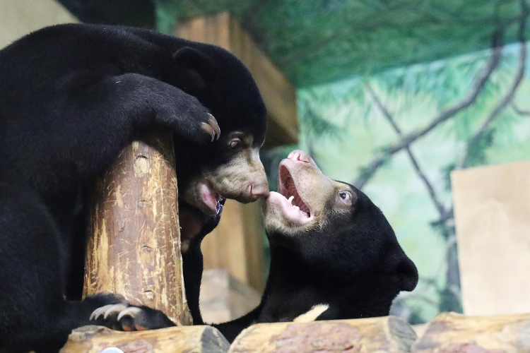 Более 310 животных переехали в Московский зоопарк в 2025 году — Собянин