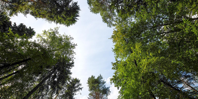 Оздоровительную прогулку, детский концерт и познавательную экскурсию проведут 8 ноября в парках ЗАО