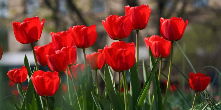 В Западном округе завершена осенняя кампания по высадке тюльпанов