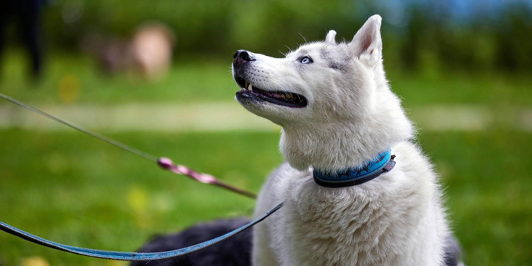 Юных жителей ЗАО приглашают на мероприятия, приуроченные к Всемирному дню домашних животных