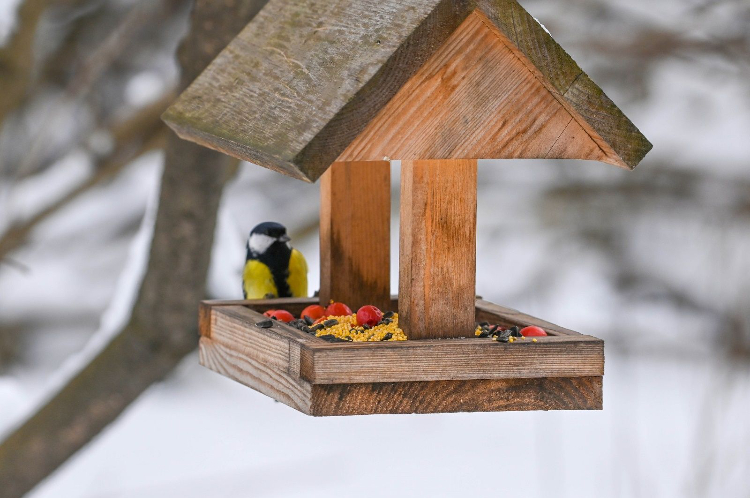 В центре «Доброе место. ЗАО» принимают угощения для пернатых