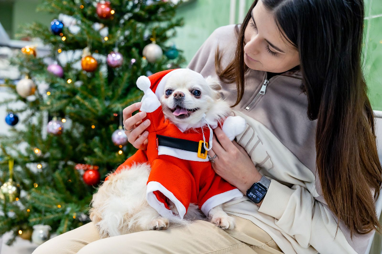 Кунцевская ветклиника участвует в праздничной акции «Елка для питомца»