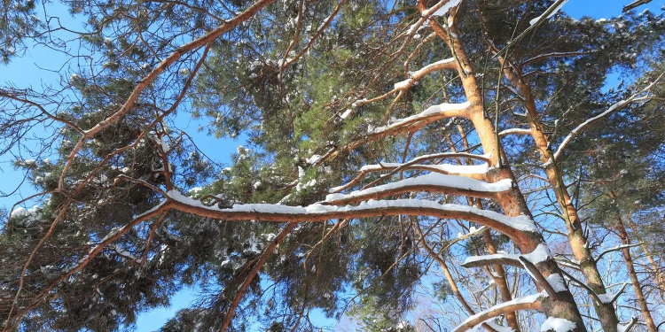 В парке «Крылатские холмы» для безопасности посетителей внедрена единая система видеонаблюдения