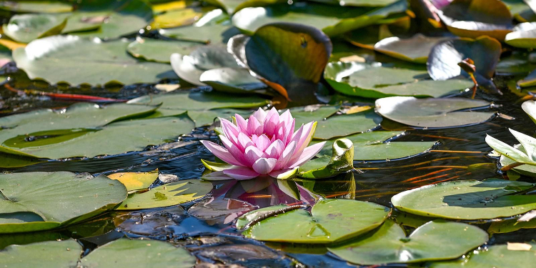 Мичуринский и Большой Мещерский пруды приведут в порядок в этом году