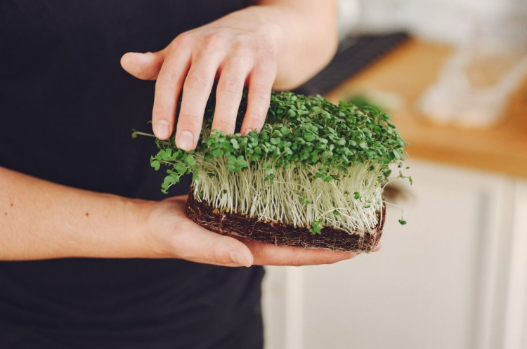 Продукты для постного рациона предлагают на ярмарке в Можайском районе