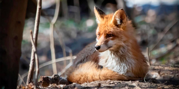 Экомаршруты ЗАО участвуют в опросе на платформе «Активный гражданин — детям»