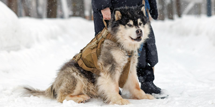Активисты из Кунцева отправили в зону СВО подсумки для служебных собак