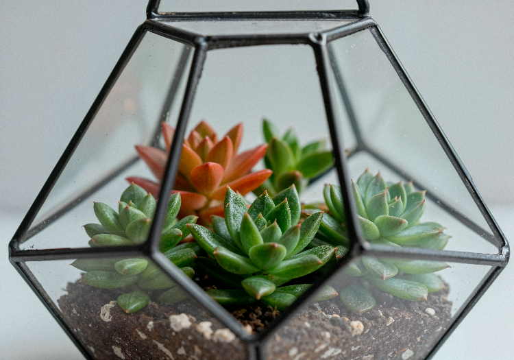 Мастер-класс по созданию флорариума проведут в волонтерском центре «Доброе место. ЗАО»