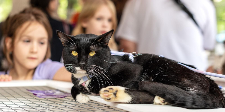 «Активным гражданам» ЗАО предлагают выбрать площадки для проведения выставок-пристройств животных из городских приютов