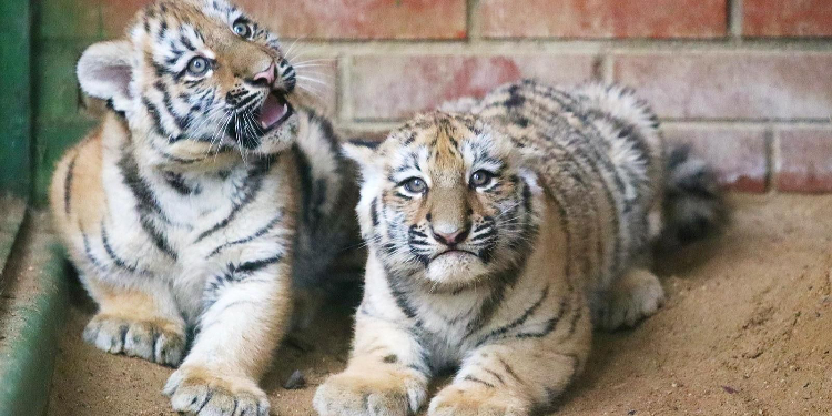 Собянин: Около 600 детенышей появились на свет в Московском зоопарке в 2025 году