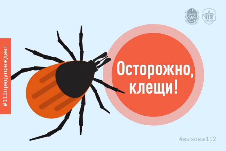Сезон активности. В Департаменте ГОЧСиПБ рассказали об опасности клещей