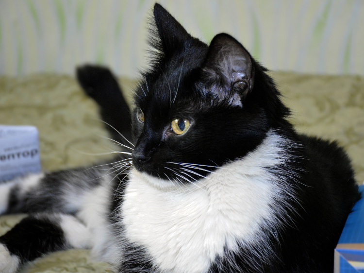 Пожары из за животных: как не позволить четвероногому другу стать причиной беды