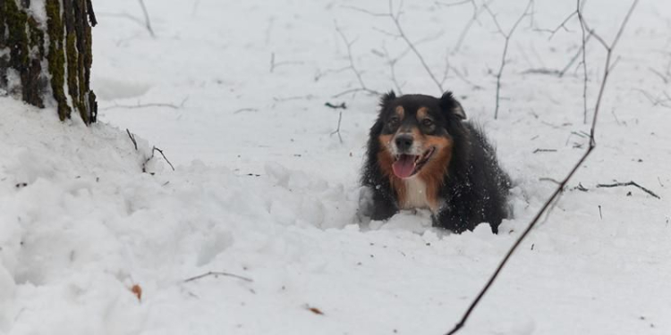 Снежный след: как проходят тренировки кинологов в зимний период