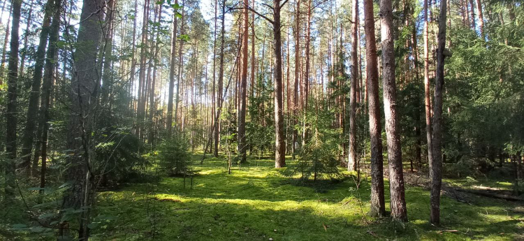 Специалисты Управления по Западному округу Департамента ГОЧСиПБ напоминают правила безопасности для грибников